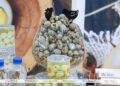 Soligorsk Poultry Factory plans to supply its products to China