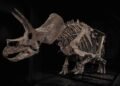 Dinosaur skeletons are selling for millions. What does that mean for researchers and museums?