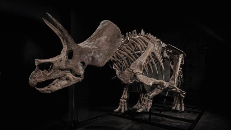 Dinosaur skeletons are selling for millions. What does that mean for researchers and museums?