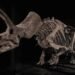 Dinosaur skeletons are selling for millions. What does that mean for researchers and museums?