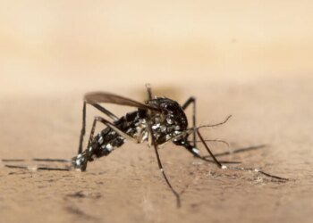 Tiger mosquito continues to spread in Zurich