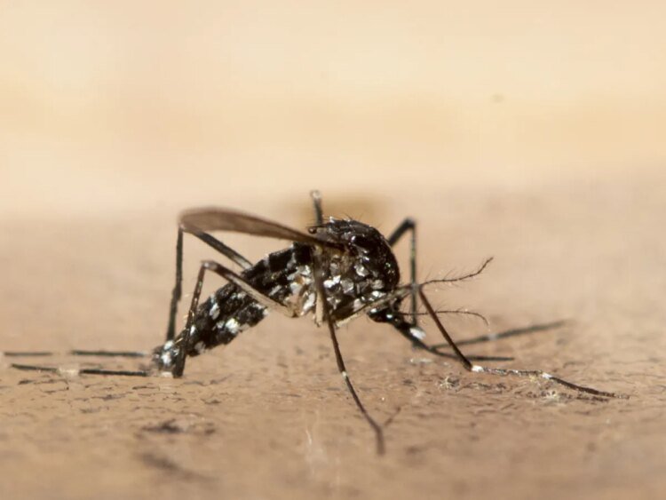 Tiger mosquito continues to spread in Zurich