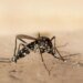 Tiger mosquito continues to spread in Zurich
