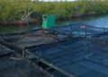 Cuba: The Vietnamese try to revive lobster production