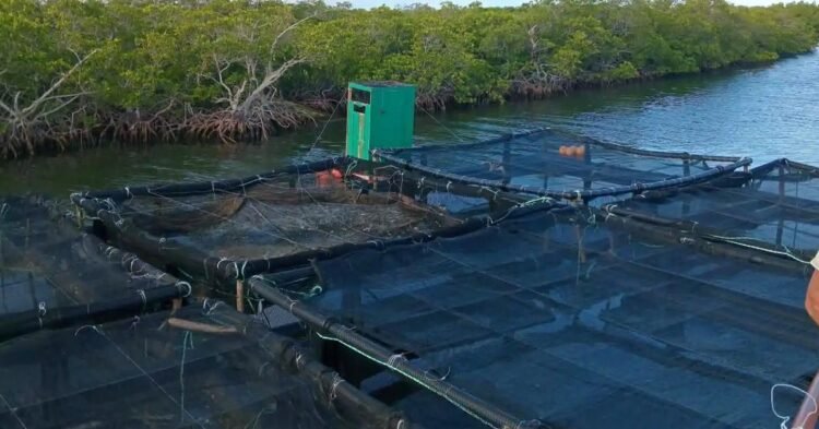 Cuba: The Vietnamese try to revive lobster production