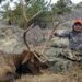 In Africa, elephants trampled a 75-year-old millionaire from the USA
