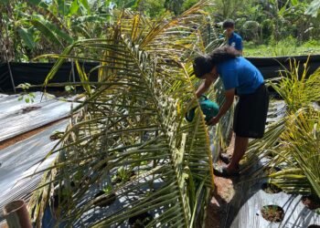 Palau farmers react as dry spell raises early drought concerns, water rationing begins