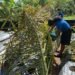Palau farmers react as dry spell raises early drought concerns, water rationing begins