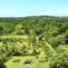 Vandalism at the Les Cayes Botanical Garden: the Ministry of the Environment orders urgent measures