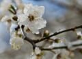 Frosts down to −3°C: in Moldova the yellow code has been extended in the north and center of the country