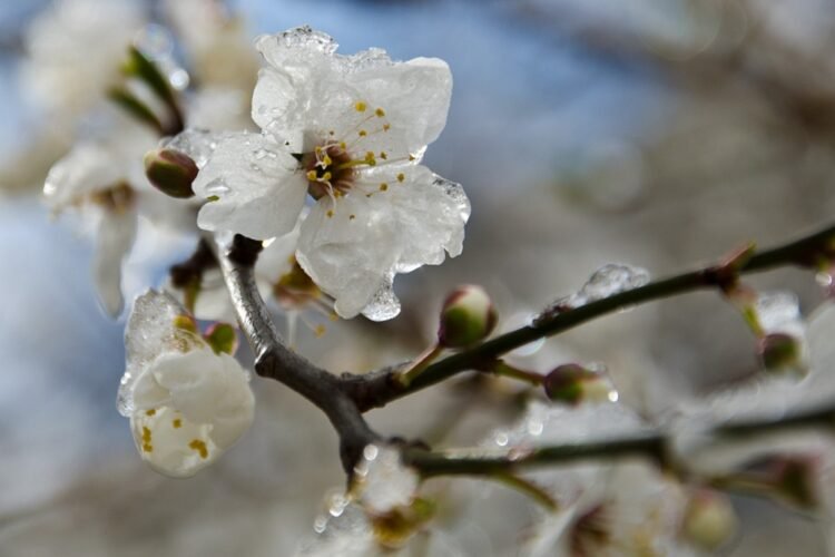 Frosts down to −3°C: in Moldova the yellow code has been extended in the north and center of the country