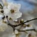 Frosts down to −3°C: in Moldova the yellow code has been extended in the north and center of the country