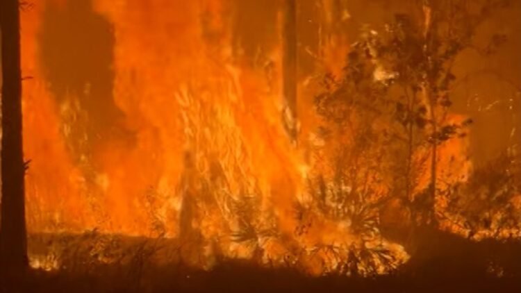 •
          Video
        
        1:12
      
    
            
                
                    
                        
                        Georgia Forestry Commission