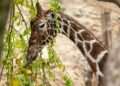Bull giraffe Obi dead: Zurich Zoo mourns the loss of its breeding animal