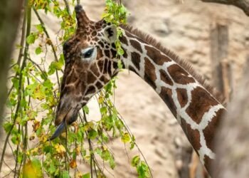 Bull giraffe Obi dead: Zurich Zoo mourns the loss of its breeding animal