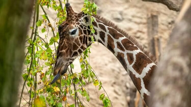 Bull giraffe Obi dead: Zurich Zoo mourns the loss of its breeding animal