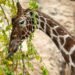 Bull giraffe Obi dead: Zurich Zoo mourns the loss of its breeding animal