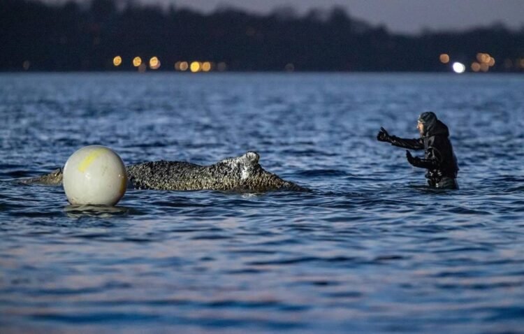 Stranded whale in Germany shows movement for first time since March 31 — media – Society & Culture