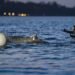Stranded whale in Germany shows movement for first time since March 31 — media – Society & Culture