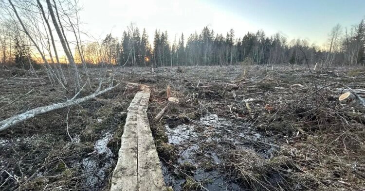 EestiKirik made a clearing on the school’s hiking trail to raise money (11)