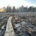 EestiKirik made a clearing on the school’s hiking trail to raise money (11)