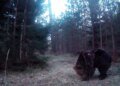 VIDEOS ⟩ «It’s really gut-wrenching.» A bee paw that was wandering around near the house was curious about the forest camera