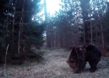 VIDEOS ⟩ «It’s really gut-wrenching.» A bee paw that was wandering around near the house was curious about the forest camera