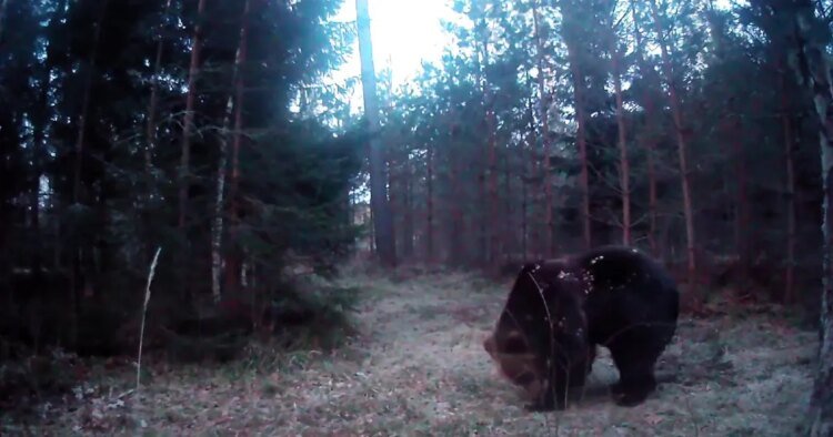 VIDEOS ⟩ «It’s really gut-wrenching.» A bee paw that was wandering around near the house was curious about the forest camera