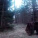 VIDEOS ⟩ «It’s really gut-wrenching.» A bee paw that was wandering around near the house was curious about the forest camera