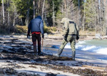 Suspected Ust-Luga oil pollution reached the northern coast of Estonia