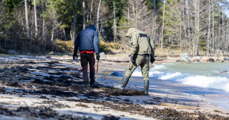 Suspected Ust-Luga oil pollution reached the northern coast of Estonia
