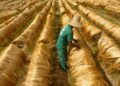 Slave labor: Minister helps association linked to PT – 04/14/2026 – Economy