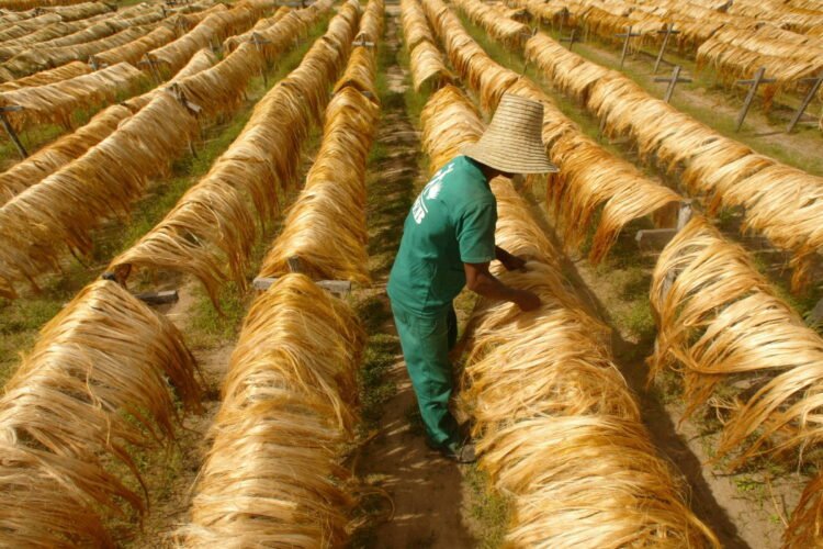 Slave labor: Minister helps association linked to PT – 04/14/2026 – Economy