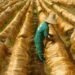 Slave labor: Minister helps association linked to PT – 04/14/2026 – Economy