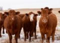 Alberta town takes DIY approach to tackle long-standing livestock vet shortage