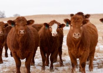 Alberta town takes DIY approach to tackle long-standing livestock vet shortage