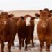 Alberta town takes DIY approach to tackle long-standing livestock vet shortage