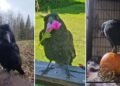 Rescued raven learns to imitate ‘dramatic’ sneeze of Prince George shelter operator