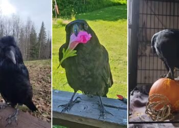 Rescued raven learns to imitate ‘dramatic’ sneeze of Prince George shelter operator
