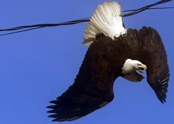 2 fighting bald eagles freed from power line in Surrey