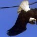 2 fighting bald eagles freed from power line in Surrey