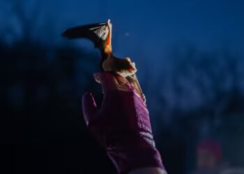 Ukrainians find glimmer of hope in war time by releasing hundreds of bats into the wild