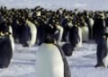 Emperor penguins now endangered as climate change shrinks sea ice