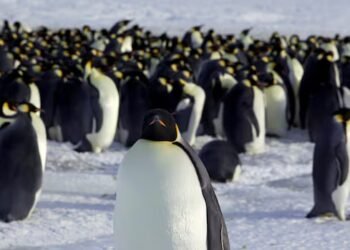 Emperor penguins now endangered as climate change shrinks sea ice