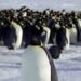 Emperor penguins now endangered as climate change shrinks sea ice
