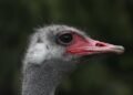 The ostrich con: Arguments to save birds from cull in B.C. were based on falsehoods, evidence shows