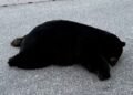 ‘Breaks my heart’: Investigation launched after black bear found dead on Sunshine Coast road