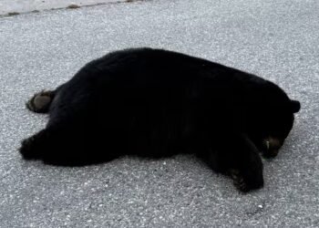 ‘Breaks my heart’: Investigation launched after black bear found dead on Sunshine Coast road