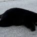 ‘Breaks my heart’: Investigation launched after black bear found dead on Sunshine Coast road