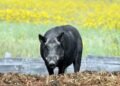 Alberta testing AI-powered drone technology in battle against wild boar